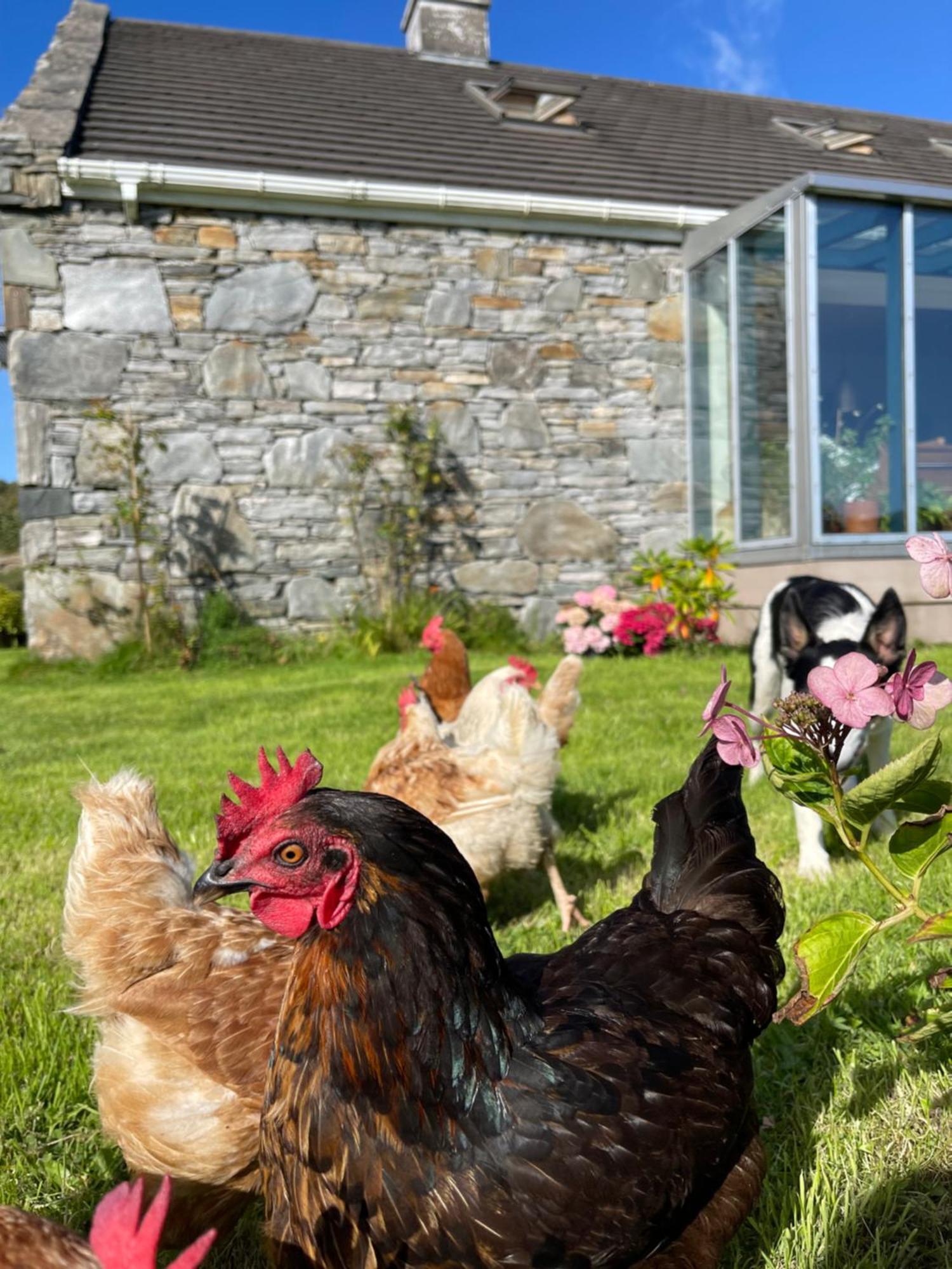 - Shanakeever Farm Clifden