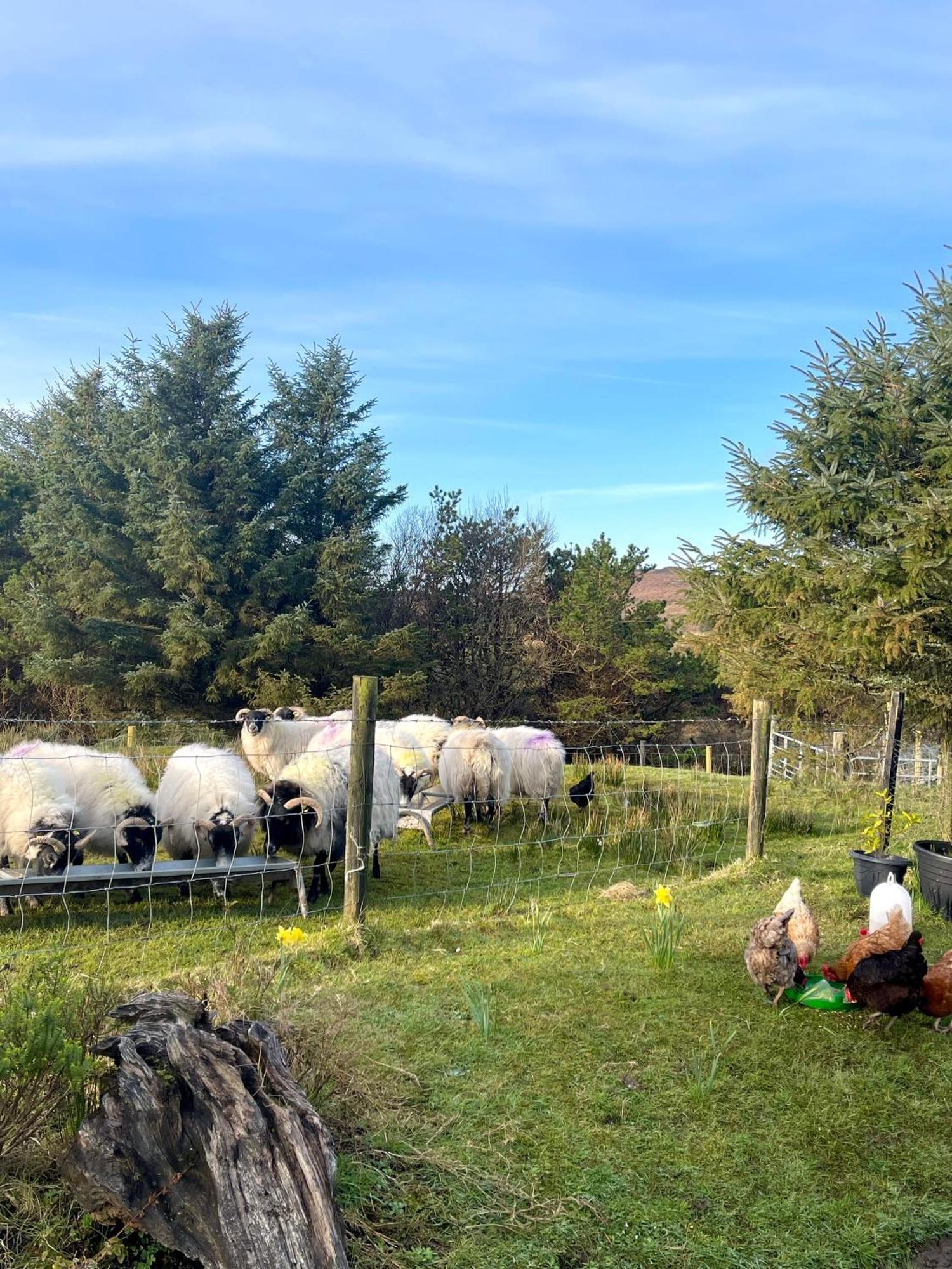 - Shanakeever Farm Clifden